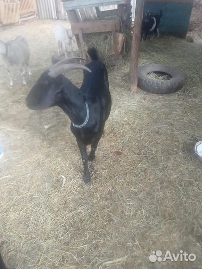 Дойные нубийские козы