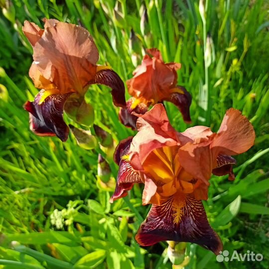 Ирис бородатый «бразье»
