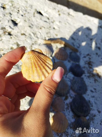 Морские ракушки