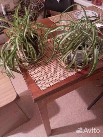 Хлорофитум