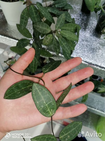 Набор хой N 2 из 8, 16 или 30 видов