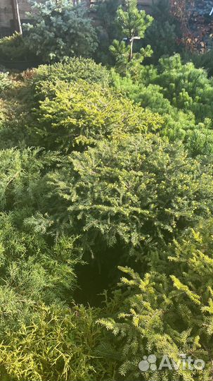 Никиформис 90