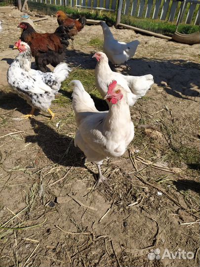 Куры молодки домашние