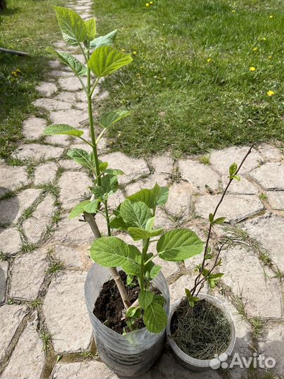 Лимонник, гортензия белая древовидная