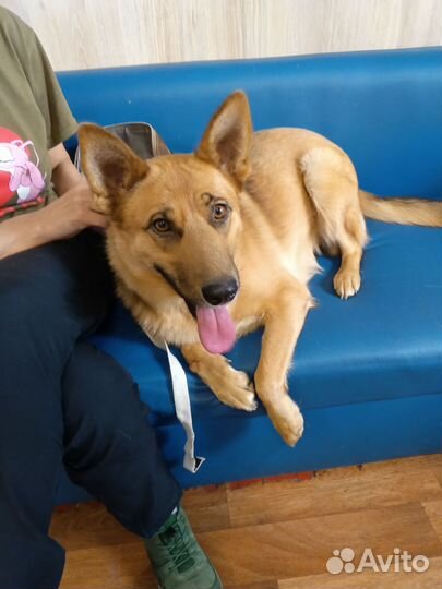 Собака в добрые руки