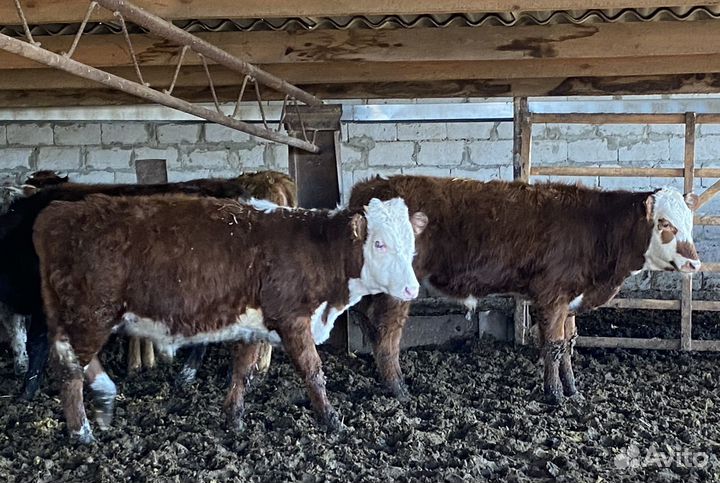 Продаются бычки
