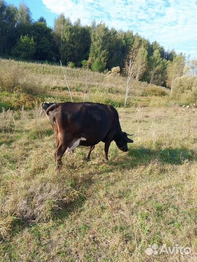 Корова дойная