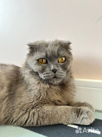 Шотландская вислоухая кошка