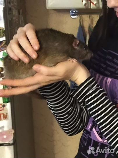 Отдам двух крыс - мальчики