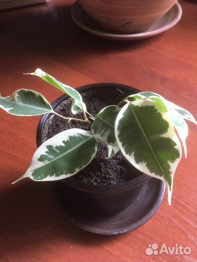 Фикус бенджамина