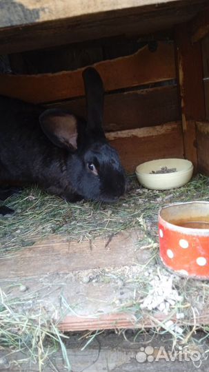 1000 Кролик мальчик