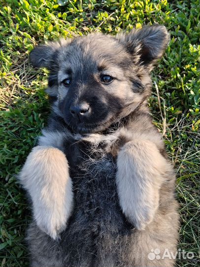 Собака в добрые руки отдам бесплатно