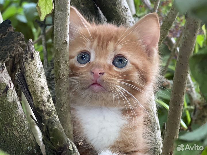 Котенок с глазами цвета океана