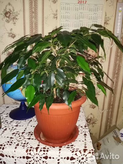 Фикус бенджамина