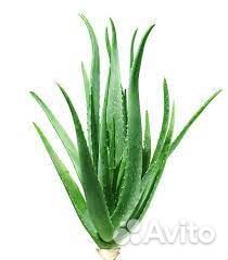 Алоэ вера и древовидный 3х летний