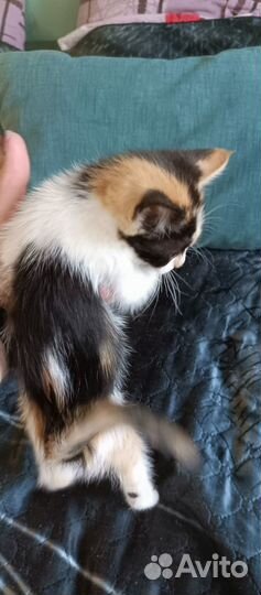 Котёнок в дар