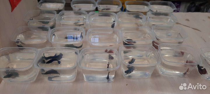 Петушки курочки супердельта