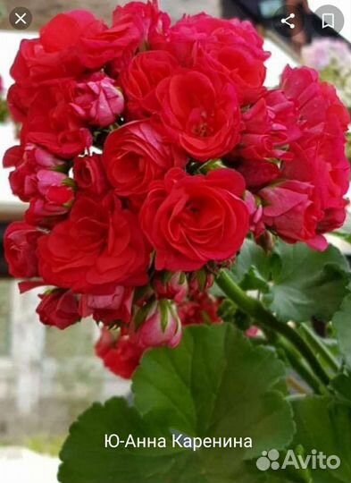 Пеларгония герань