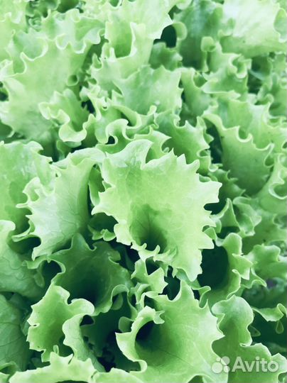 Салат,мелисса,шпинат