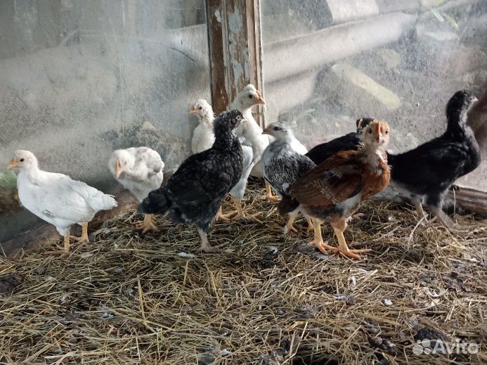 Цыплята несушки подрощенные