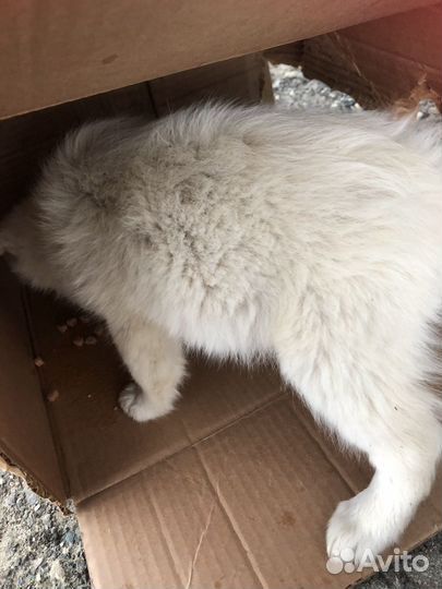 Щенята в доьрые руки