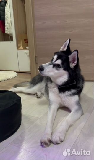 Зооняня/ Догситтер/Передержка для собак