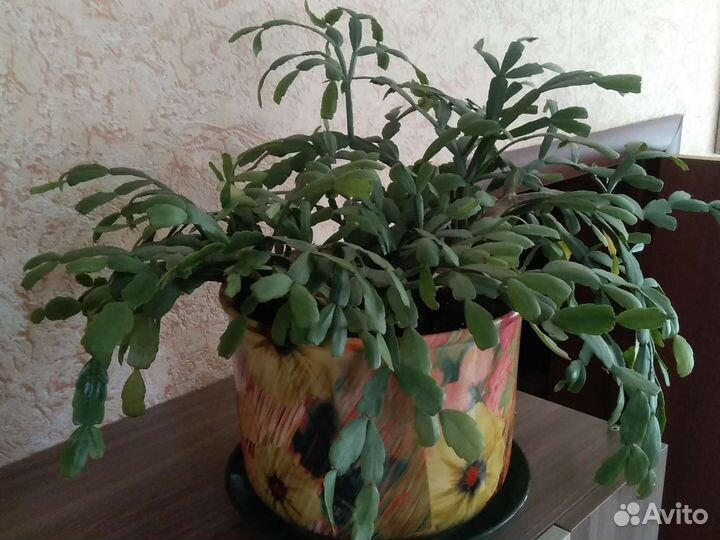 Декабрист розовый