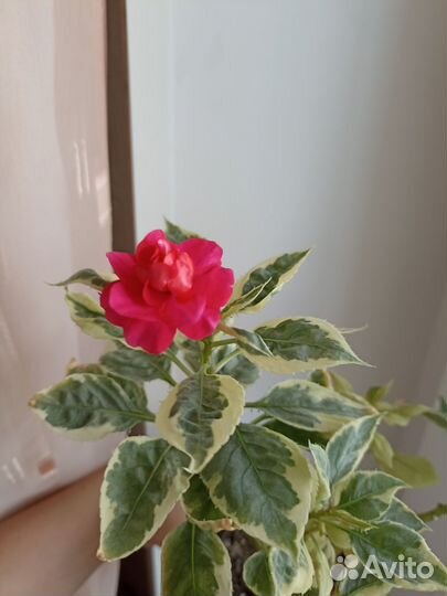 Вариегатный бальзамин