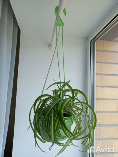 Хлорофитум Бонни (кучерявый)