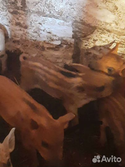 Поросята мангалы