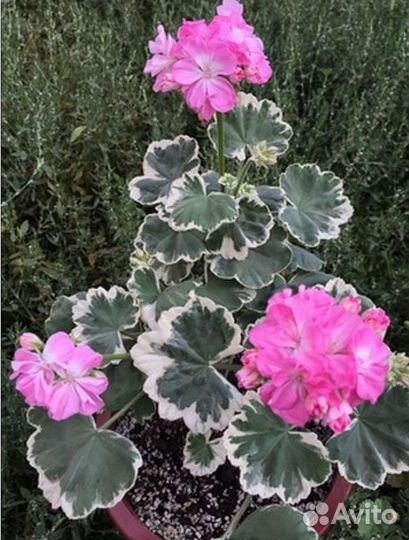 Пеларгонии герани Chelsea Gem и Victoria Andrea