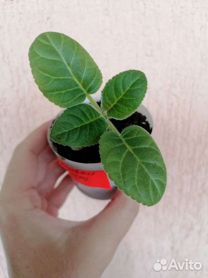 Глоксинии, мята комнатная, шефлера