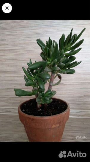 Крассула Толстянка