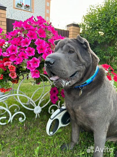 Случка собак