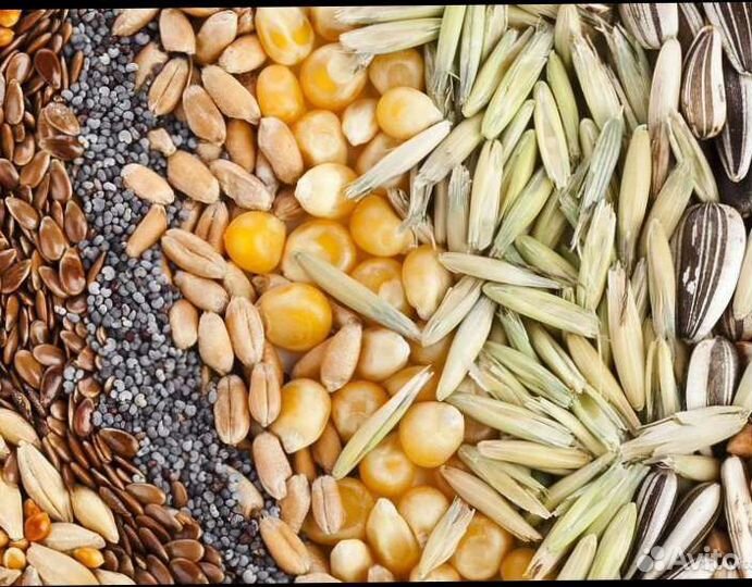 Ячмень, пшеница,овёс