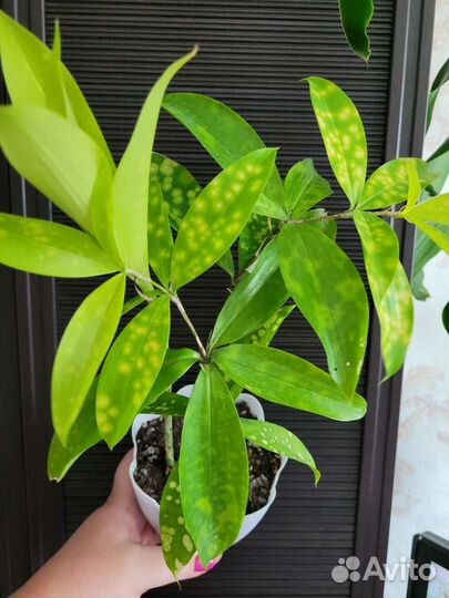 Драцена Годсеффа