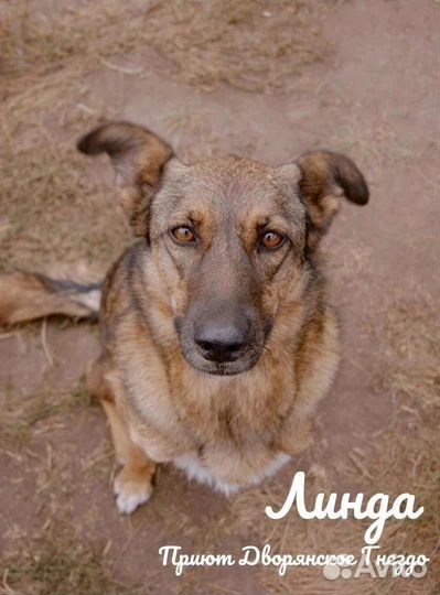 Линда ищет Дом и своего Человека