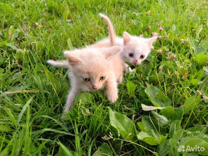 Отдам котят в добрые руки