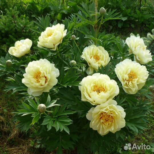 Пион Бартзелла 7 почек