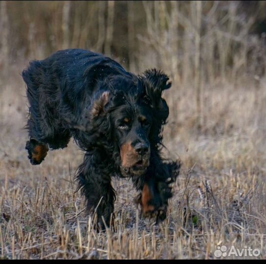 Шотландский сеттер