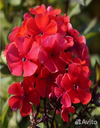 Флокс друммонди Огненно-красный 0,1 гр