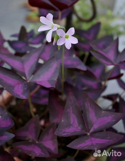 Кислица оксалис