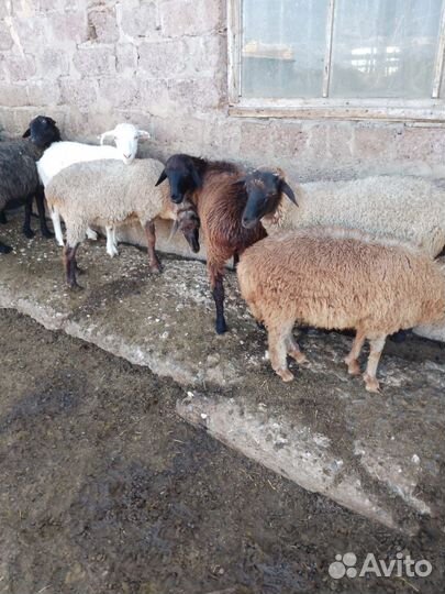 Продаю овец