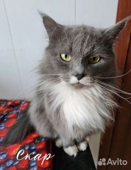 Кот в добрые руки