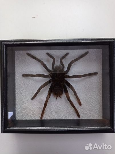 Паук в рамке, Птицеед