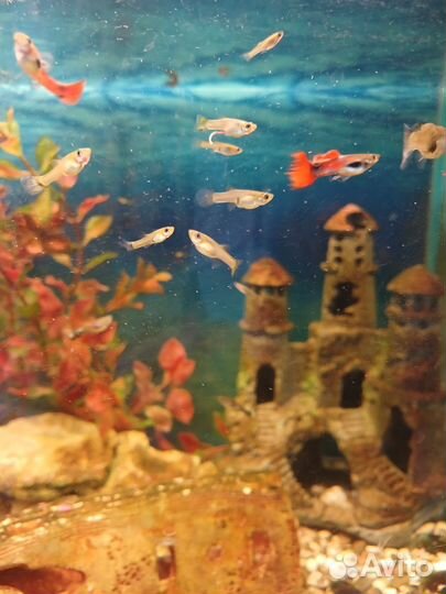 Аквариумные рыбки гуппи