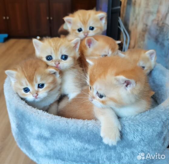 Британские клубные золотые шиншиллы