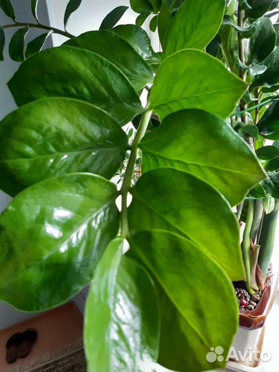 Замиокулькас