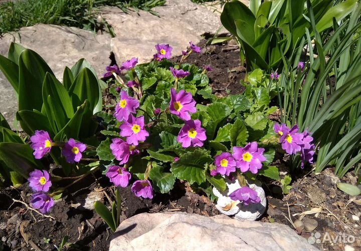 Многолетние цветы, луковичные