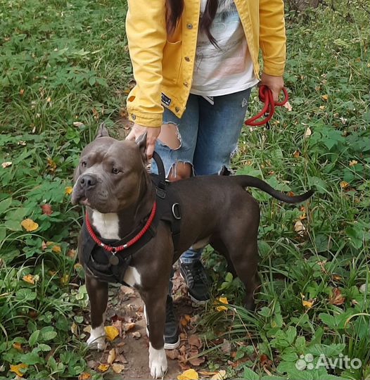 Вязка бесплатно